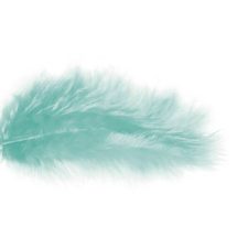 PLUMES TURQUOISE